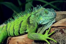 Iguana ca animal de companie – tot ce trebuie stiut