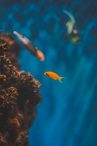 Pestii Neon – cu ce specii pot convietui?