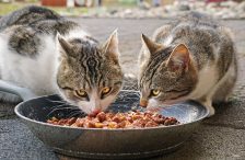 Ce mâncare apreciază o pisică: sfaturi pentru o alimentație sănătoasă