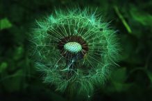 Ceai de păpădie: beneficii, proprietăți și utilizări