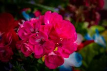 Mușcata Calliope – floarea ideală pentru grădini spectaculoase și balcoane elegante
