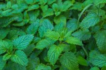 Roinița – plantă medicinală cu efecte calmante și rețete simple pentru sănătate și bună dispoziție