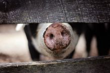 Rasa de porc Duroc: caracteristici, avantaje și recomandări pentru crescători